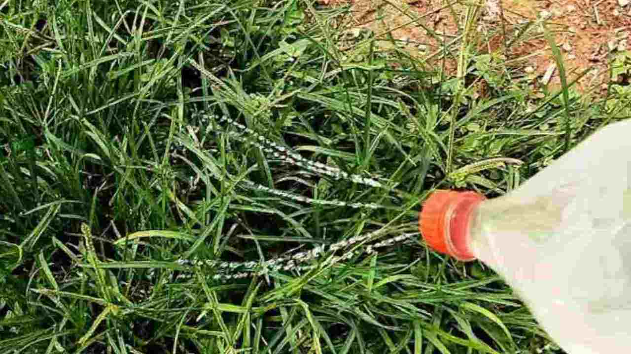 Metodo per estirpare erbe infestanti