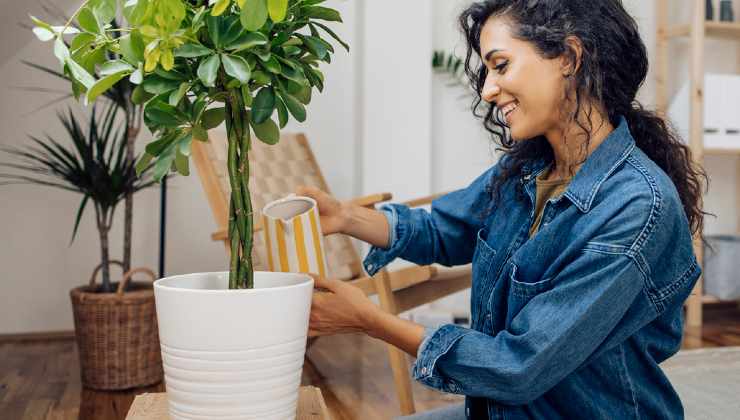 metodo per piante in balcone 