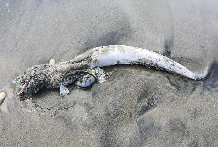 Il "mostro marino" ritrovato a Ostia