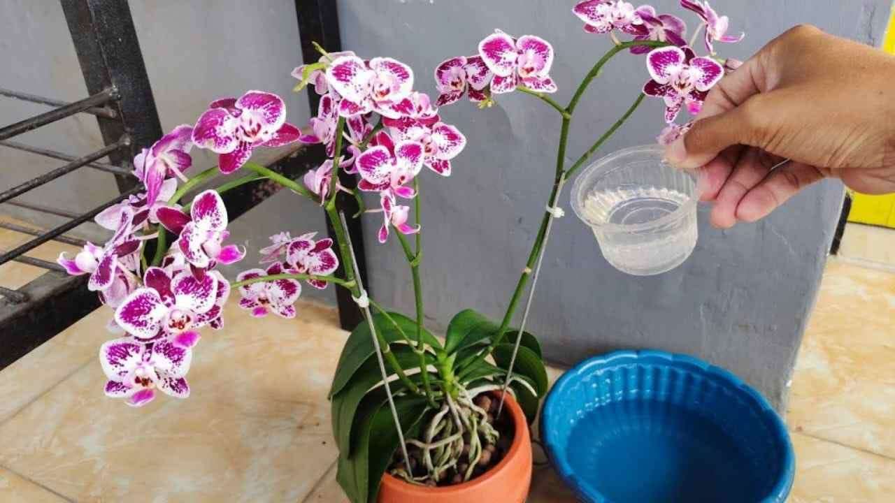 Silná orchidej se spoustou jasných listů