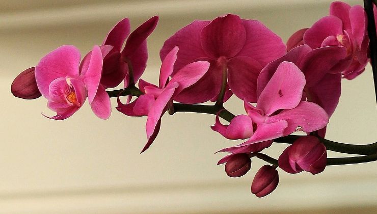 orquídea saludable