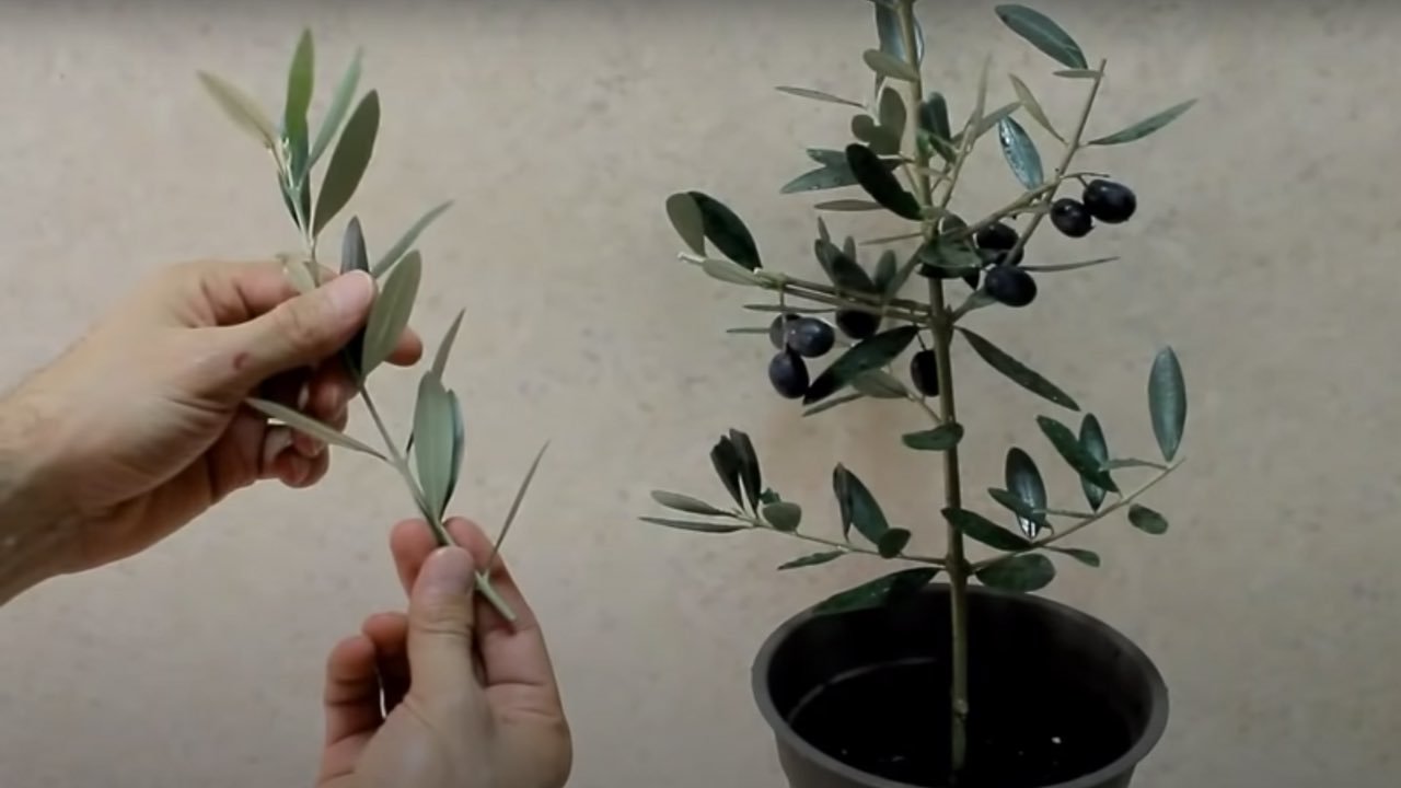 branche d'olivier