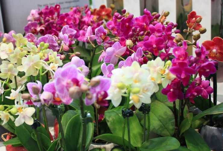 Varieties of orchids