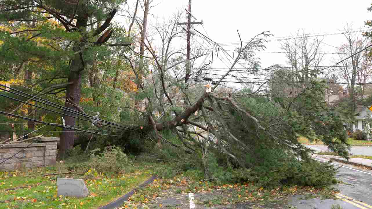 Albero abbattuto dal vento
