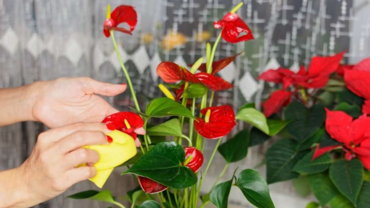 Anthurium super floración con cultivo en agua