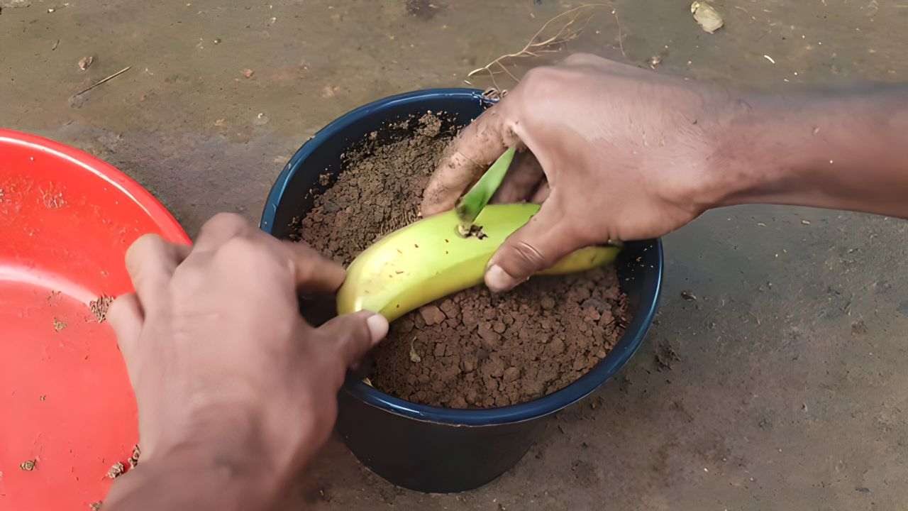 Banán v zemi