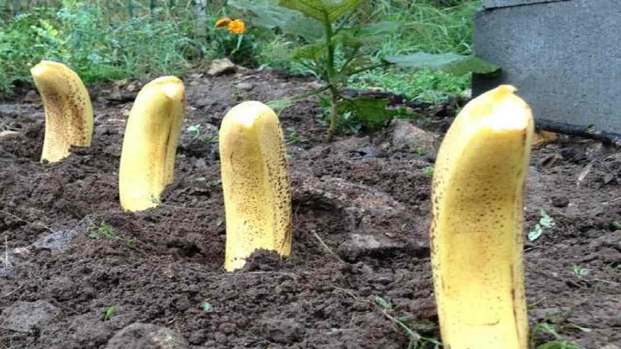 Banane piantate in giardino