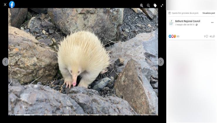 Raro avvistamento di echidna albino