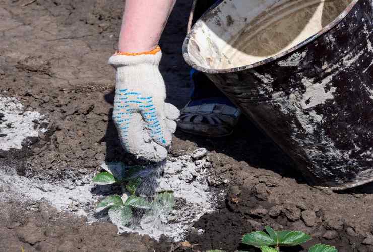 Cenere per sbarazzarsi dei parassiti sulle piante