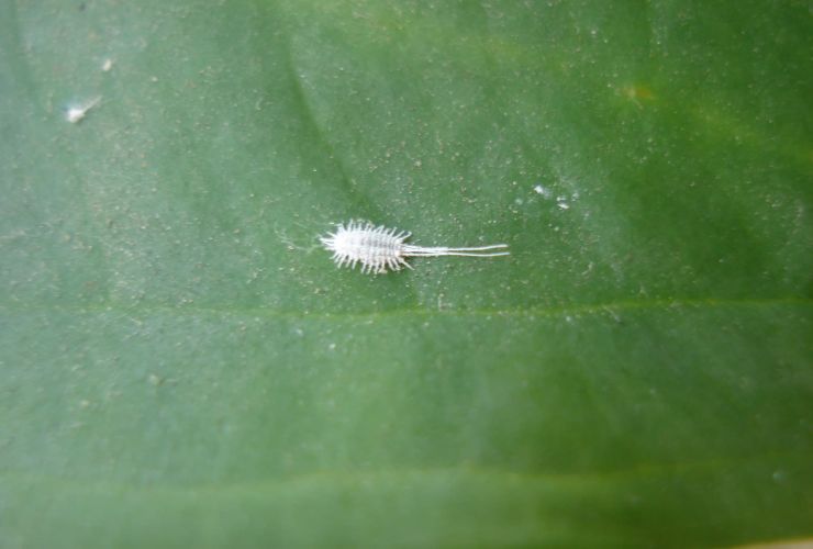 Cocciniglia su foglia