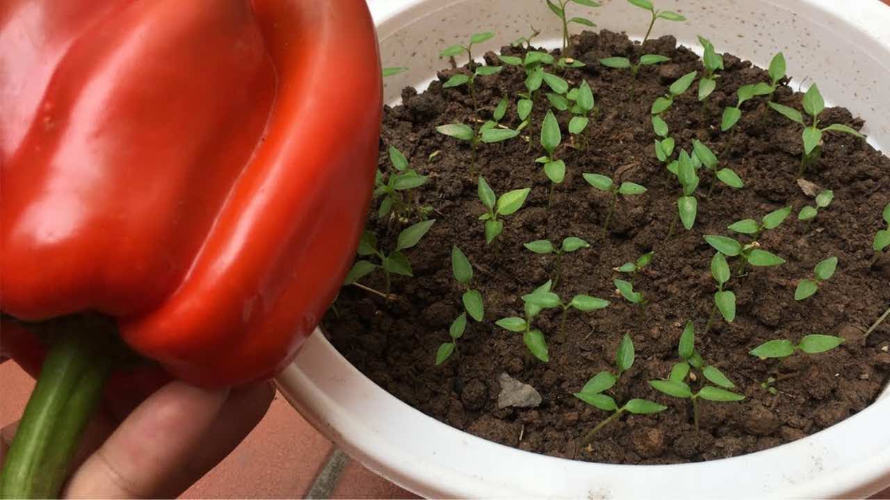 Cómo cultivar pimientos en casa.