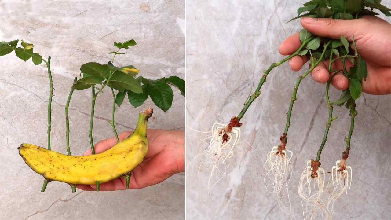 Rosas, cómo multiplicarlas infinitamente con un plátano