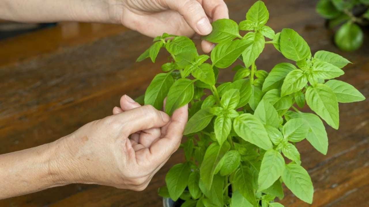 Mai staccare le foglie della pianta di basilico in questo modo