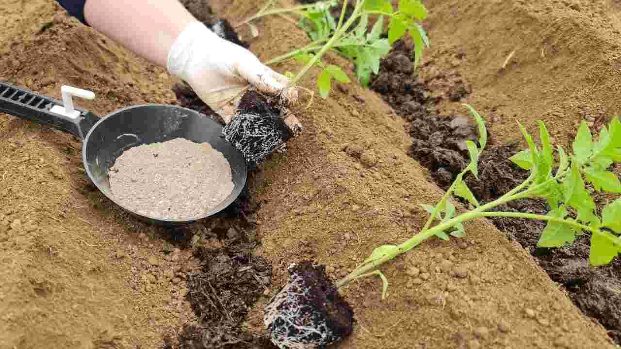 Este nutriente duplica el rendimiento de los tomates