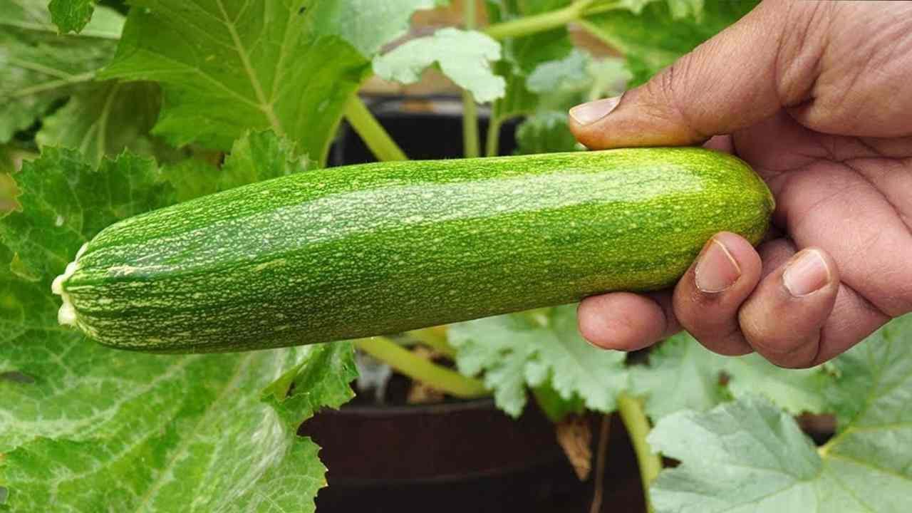 Non interrare mai le zucchine accanto a queste piante