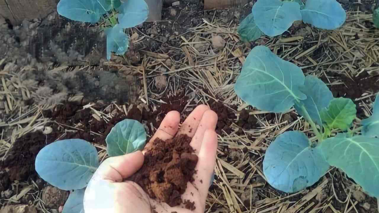 Fertilizzante naturale per le piante