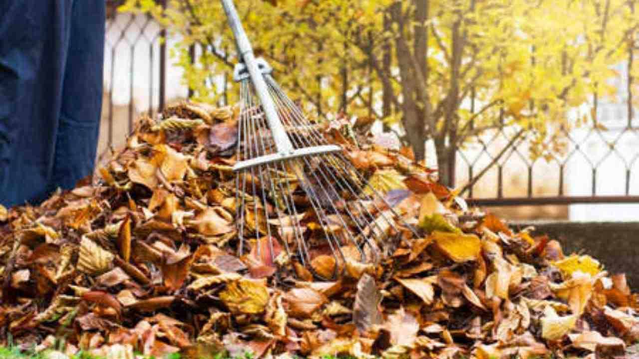 Cosa fare se le foglie del vicino cadono sulla tua proprietà