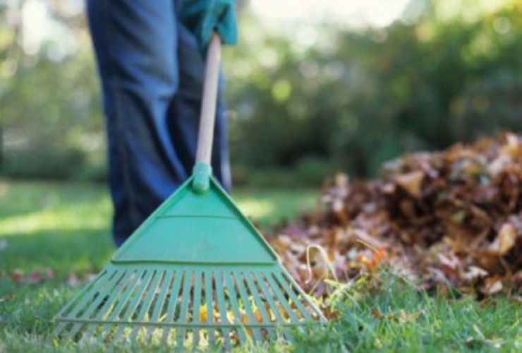 Come intervenire se le foglie del vicino cadono sulla tua proprietà