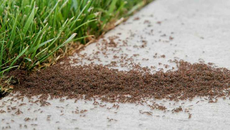 Colonie di formiche in giardino