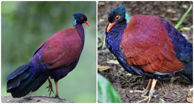 Il fagiano dalla nuca nera