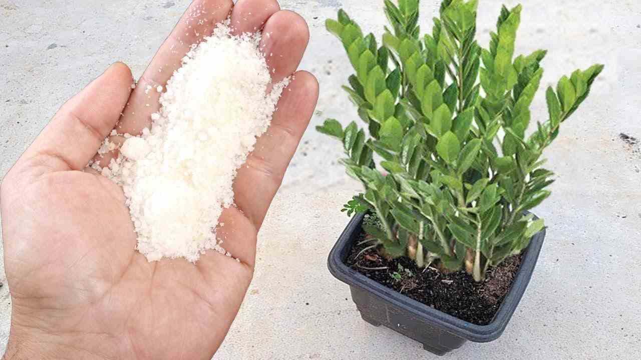 Este amado ingrediente hará crecer cualquier planta