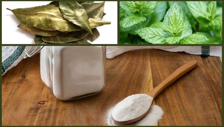 Ingredienti naturali per eliminare i formicai