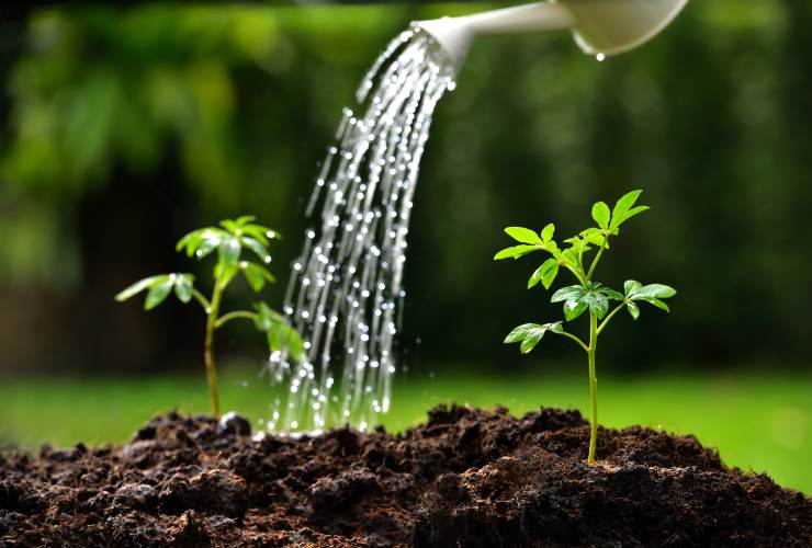 Irrigazione piante