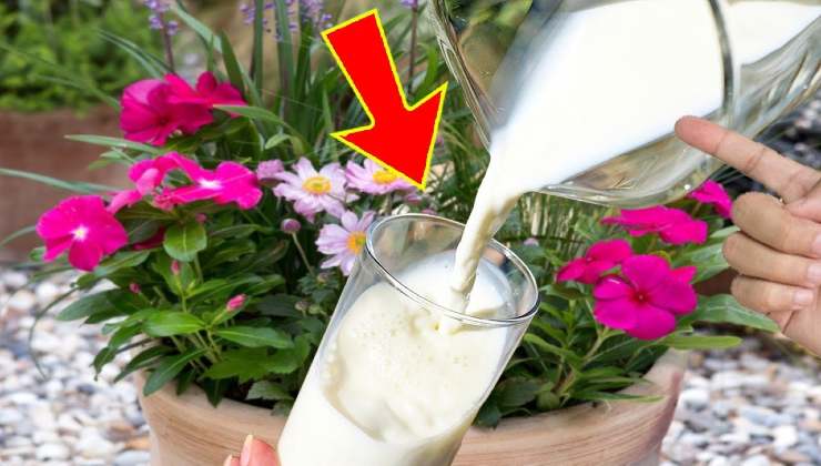 Leche para crear un poderoso pesticida