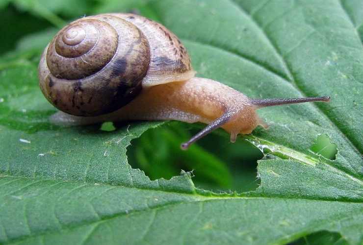 Lumaca che mangia foglia