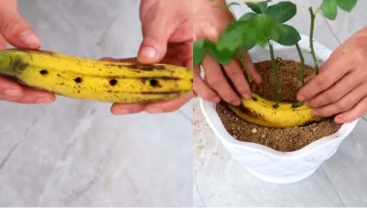So vermehren Sie Rosen mit einer Banane