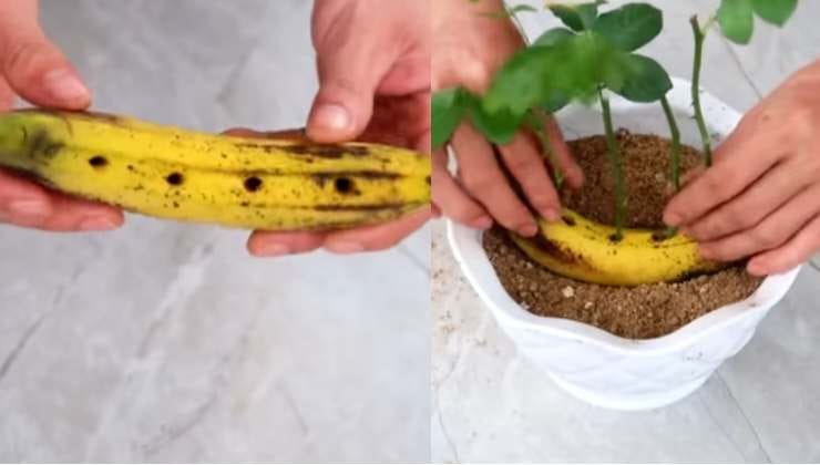 Cómo multiplicar rosas con un plátano