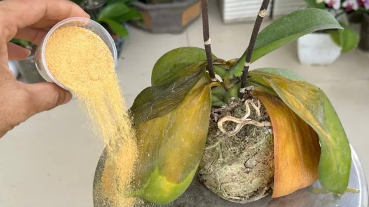 Orchidea secca