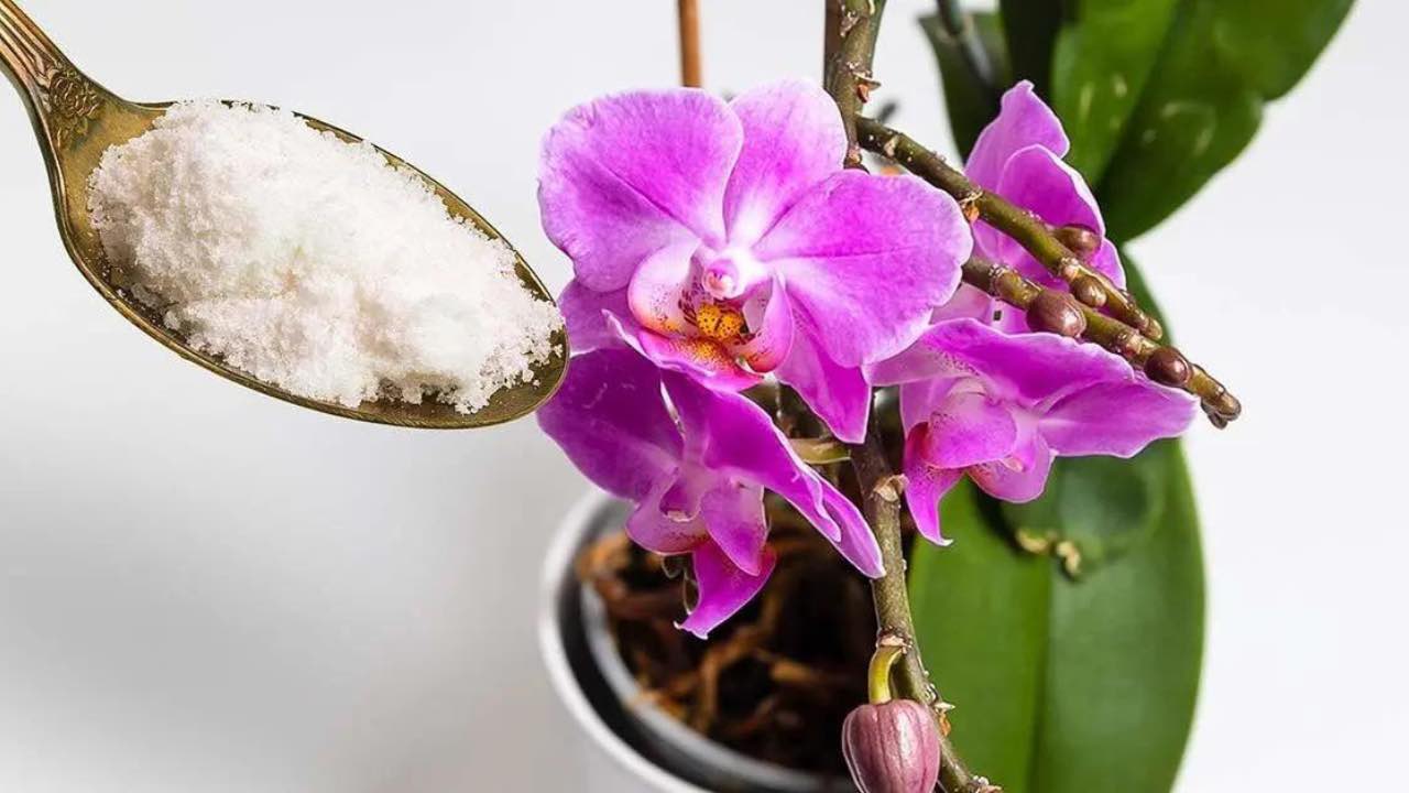 Orchidea traboccante di fiori