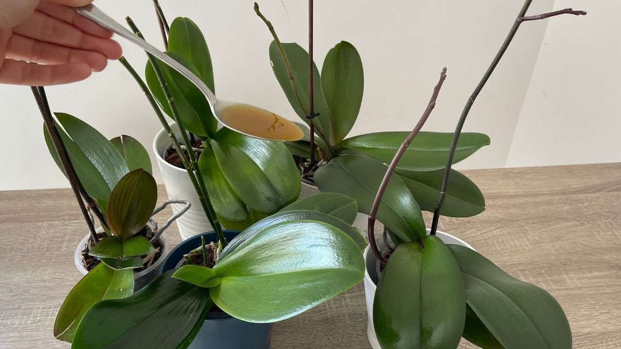 Orchidée verte Orchidée verte