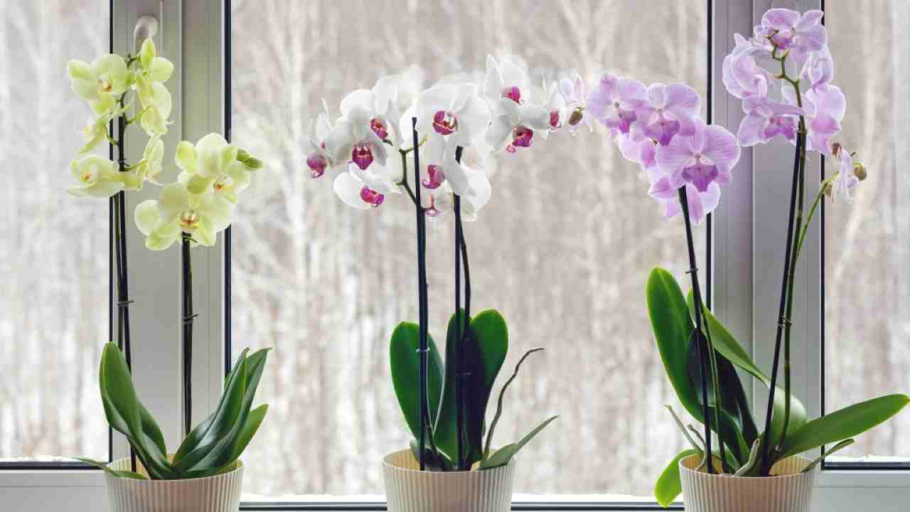 Orchidee 