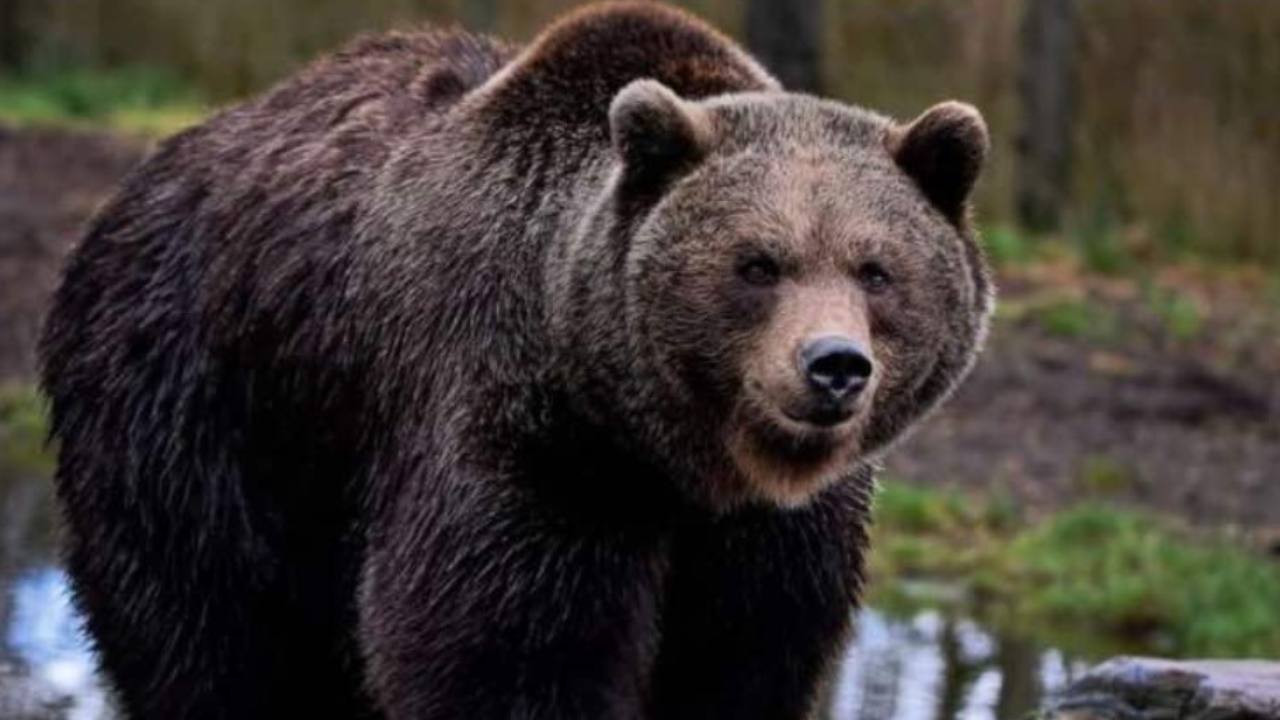Il Viminale ha approvato l'uso dello spray anti orso per i Forestali