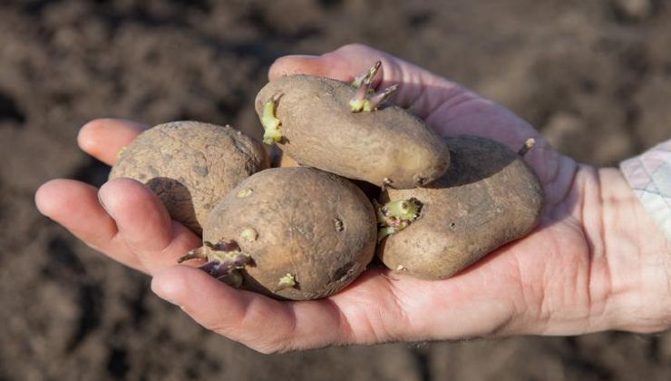 Kartoffeln für blühende Pflanzen