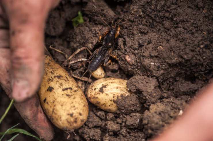 Raddoppia la resa delle patate nell'orto