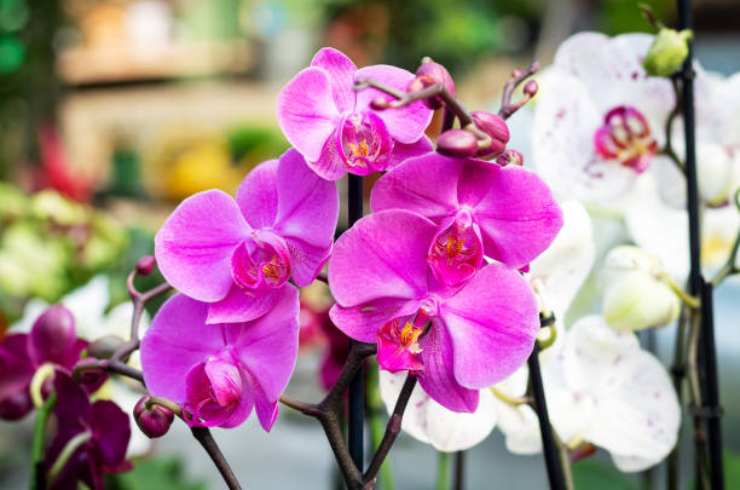 Una orchidea traboccante di fiori