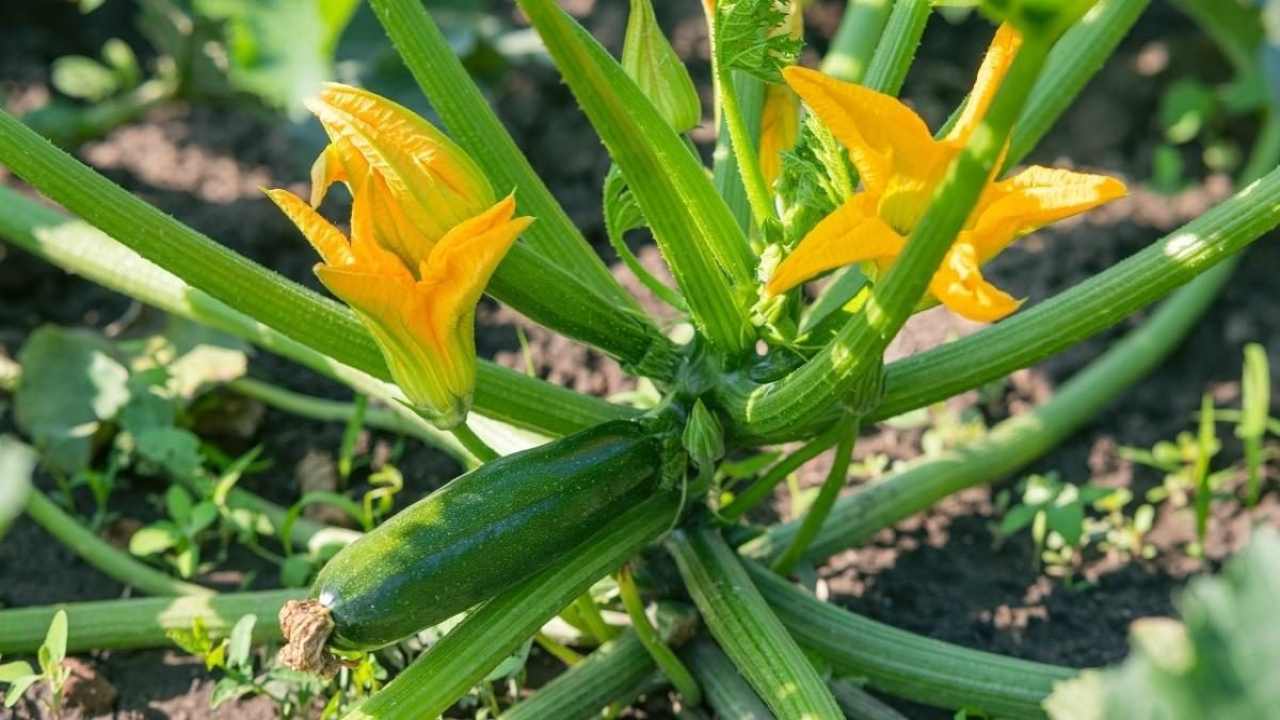 Pianta di zucchine