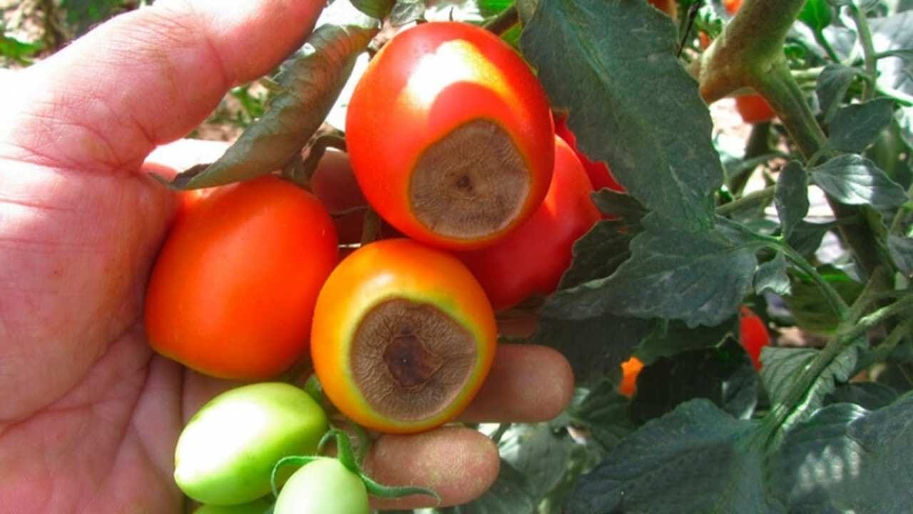 ¿Por qué los tomates se vuelven negros en la punta?