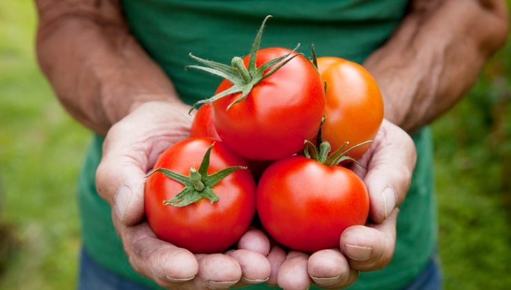 Raccolta dei pomodori