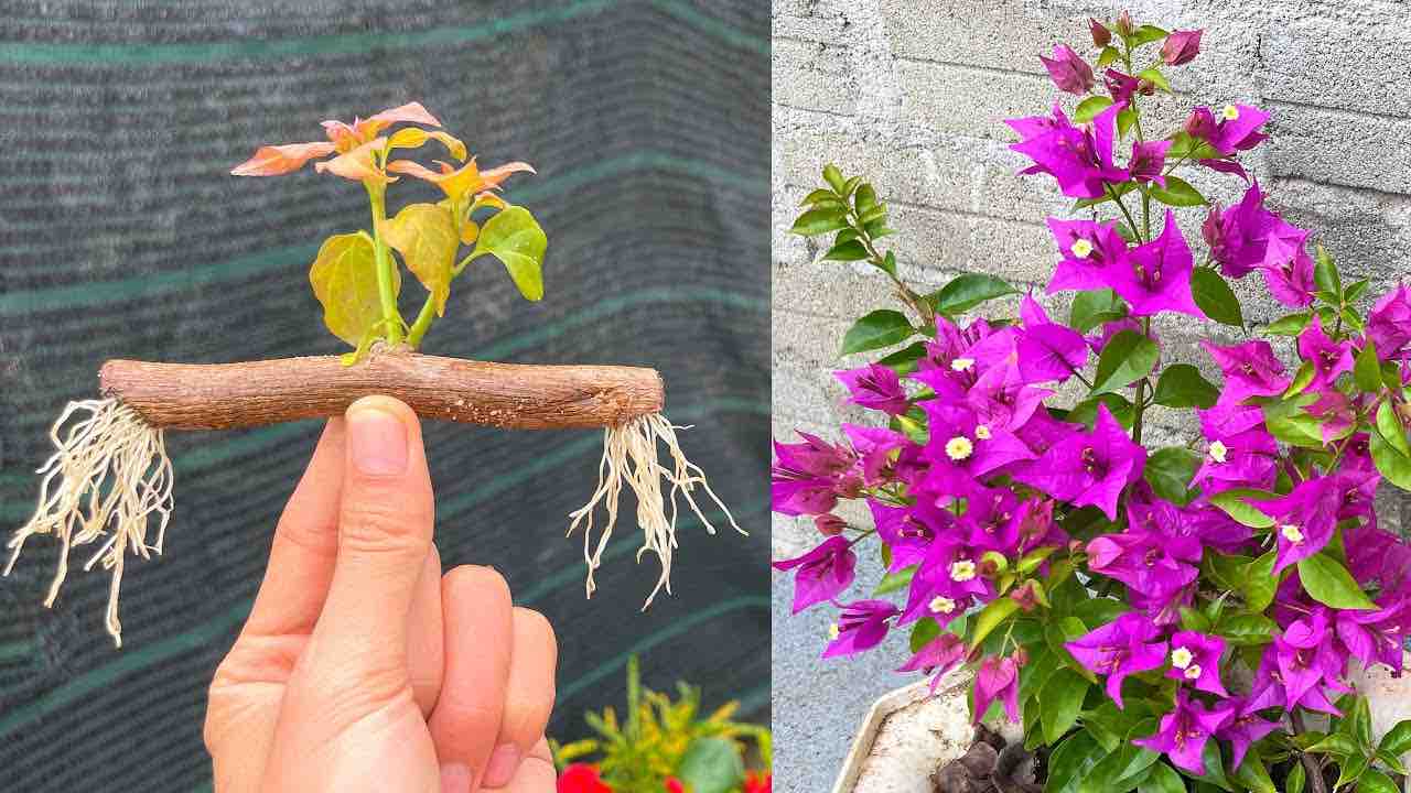 Rami di Bougainvillea