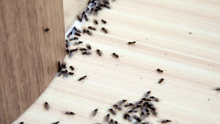 Rimedi naturali per allontanare le formiche