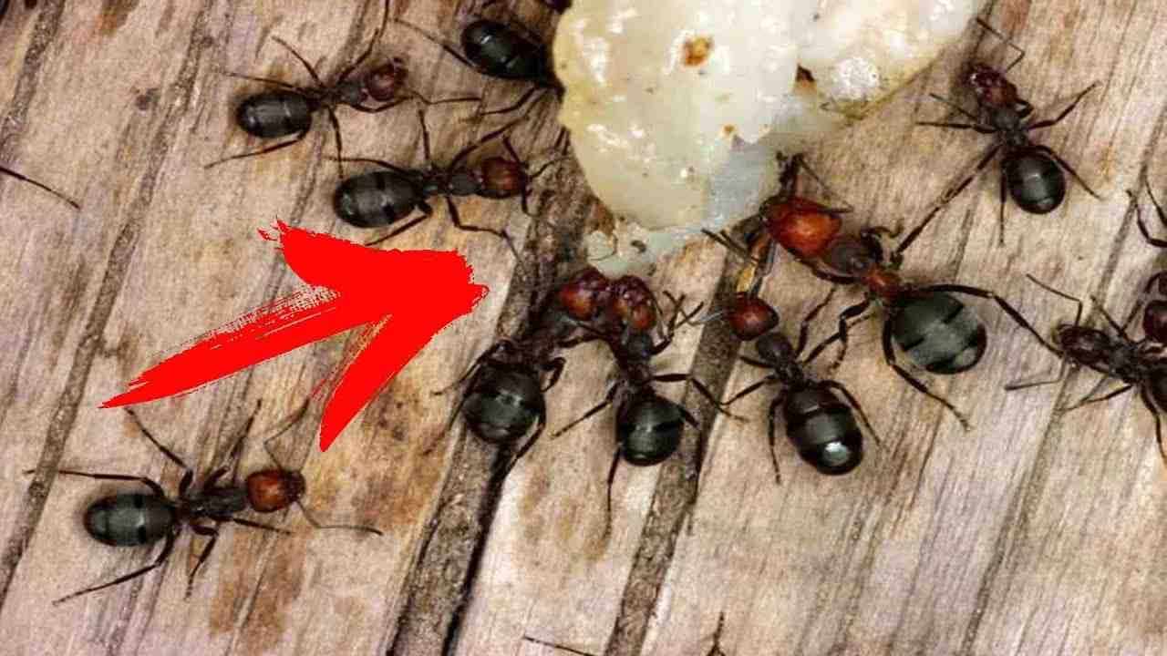 Come sbarazzarsi subito delle formiche