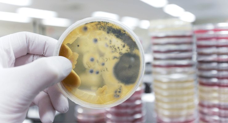 Riproduzione fungo patogeno