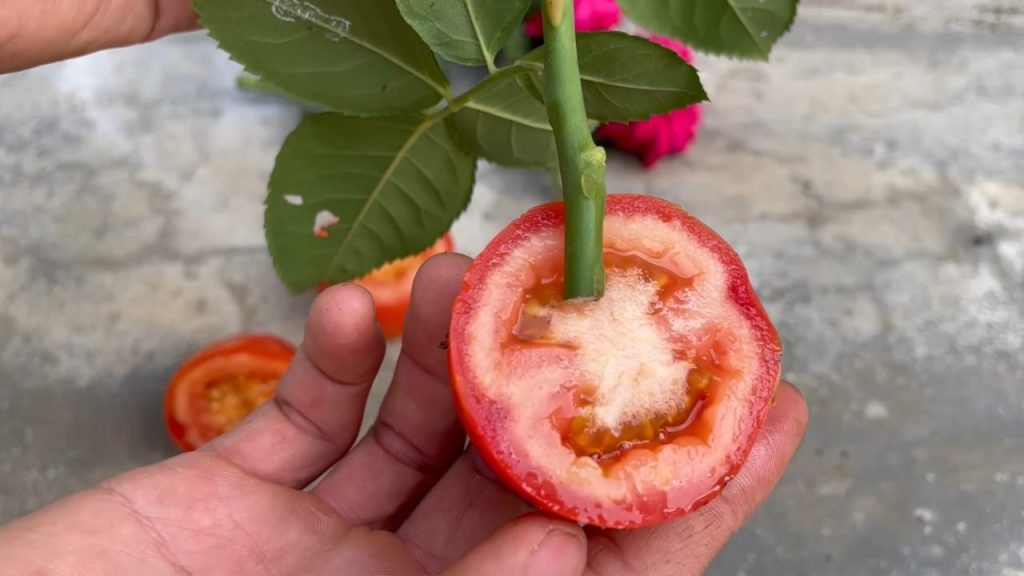 Rose in tomato