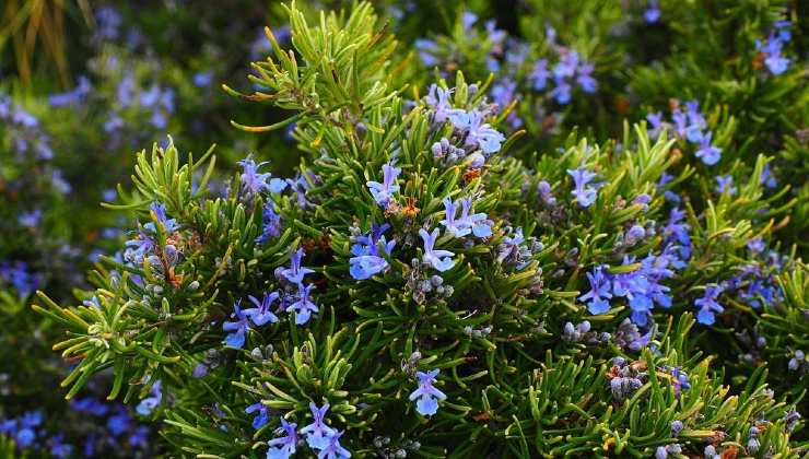 Rosemary Rosemary