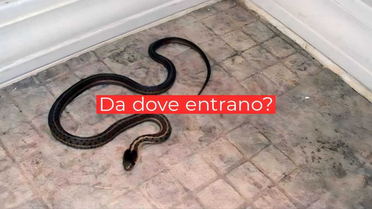 Serpente in casa