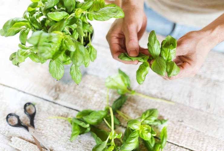 La técnica correcta para recoger hojas de albahaca.